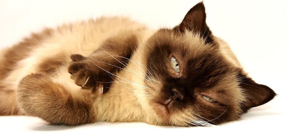 domestic cat